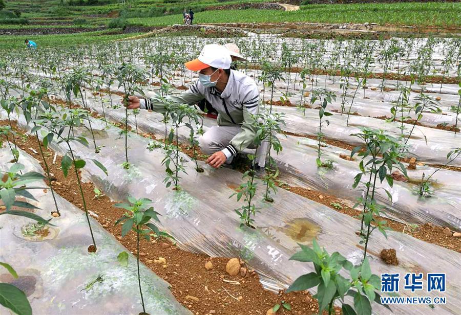 都结乡未来繁荣与生态和谐蓝图发展规划揭秘